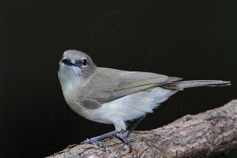 _MG_6376 Large-billed Gerygone.jpg