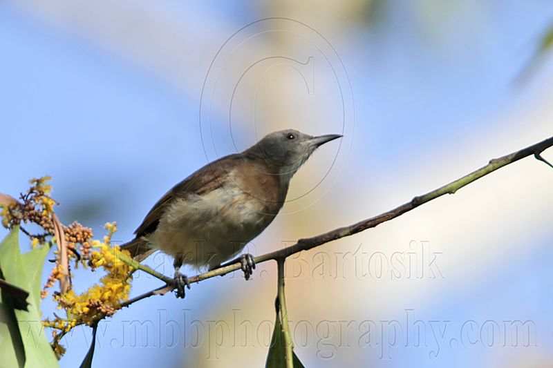_MG_0575 Rufous-banded Honeyeater.jpg