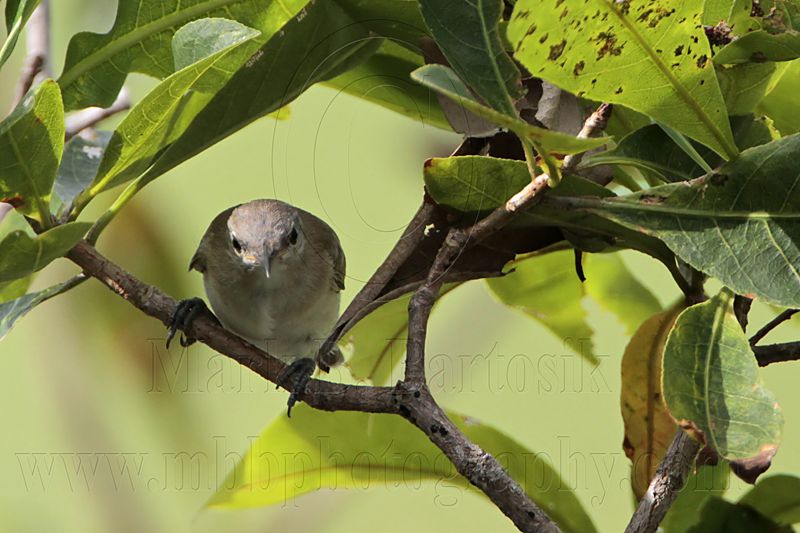_MG_2114 Rufous-banded Honeyeater.jpg