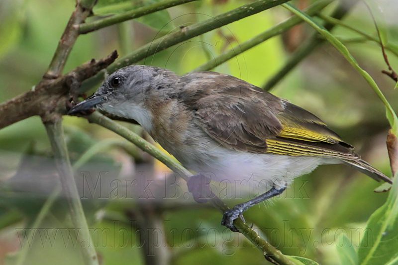_MG_2118 Rufous-banded Honeyeater.jpg