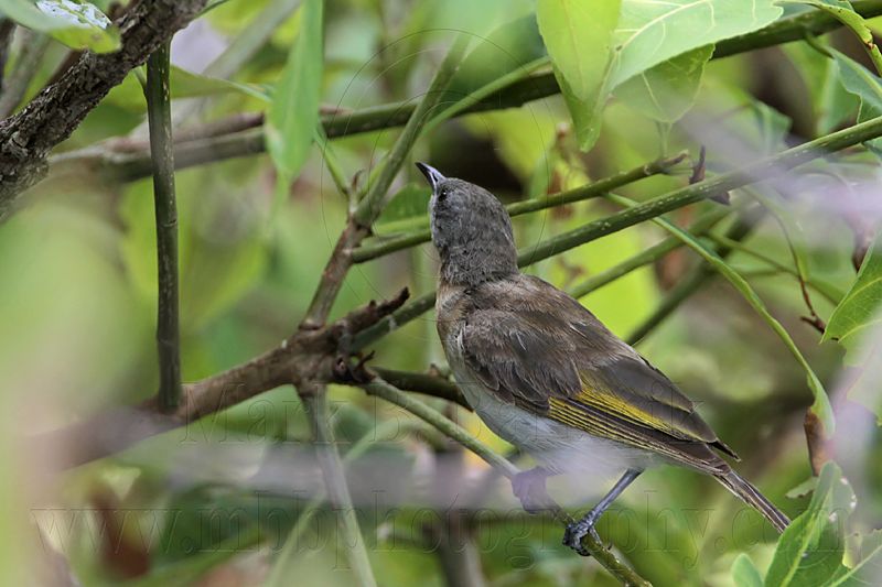 _MG_2121 Rufous-banded Honeyeater.jpg