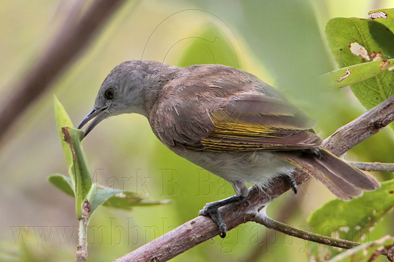 _MG_2131 Rufous-banded Honeyeater.jpg