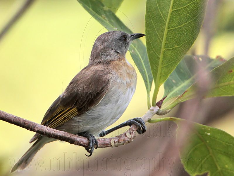 _MG_2145 Rufous-banded Honeyeater.jpg