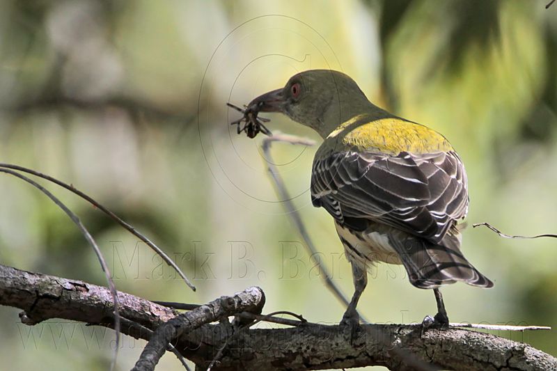 _MG_4856 Olive-backed Oriole.jpg