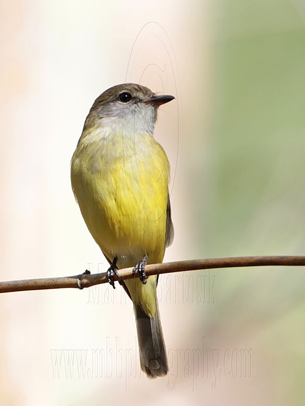_MG_5023 Lemon-bellied Flycatcher.jpg