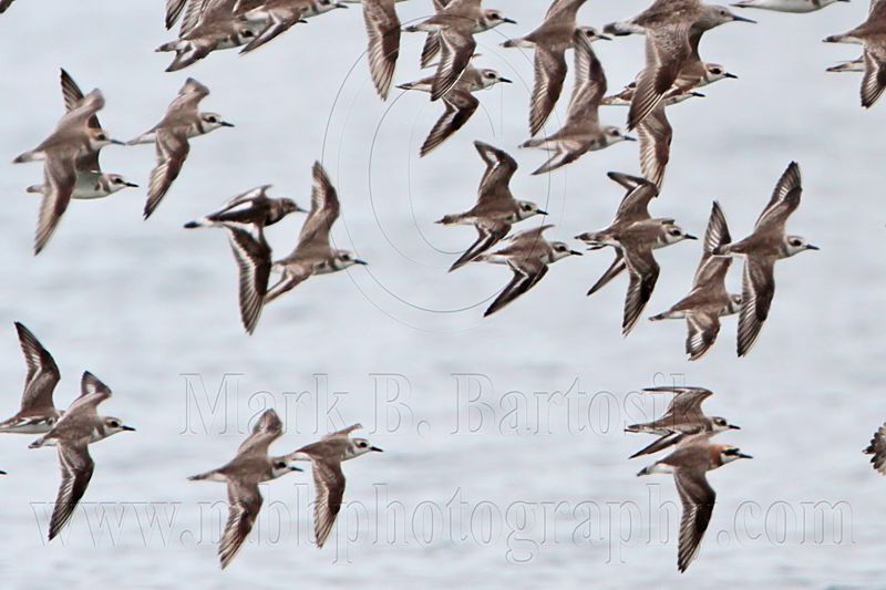 _MG_5933crop Greater Sand Plover, Great Knot and Ruddy Turnstone .jpg