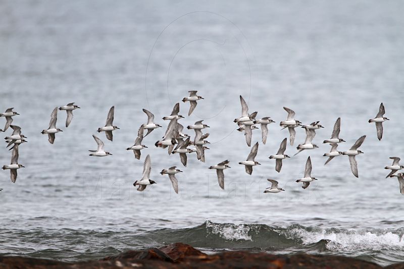 _MG_5956 Greater Sand Plover.jpg