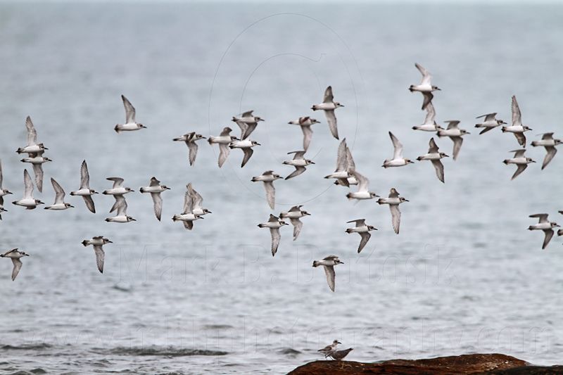 _MG_5970 Greater Sand Plover.jpg