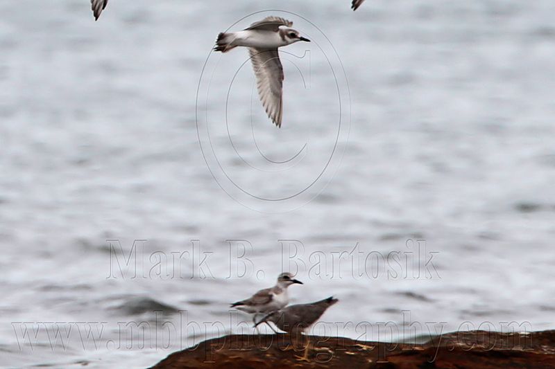 _MG_5970crop Greater Sand Plover and Grey-tailed Tattler.jpg