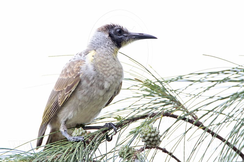 _MG_6040 Little Friarbird.jpg