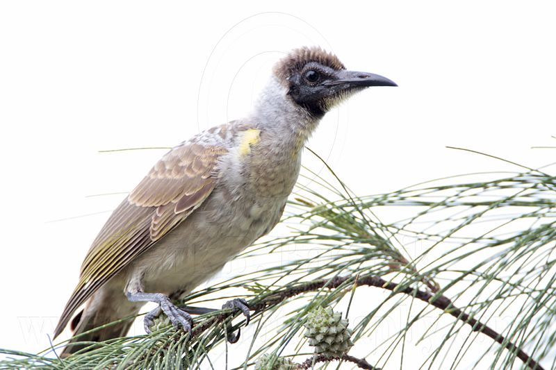 _MG_6043 Little Friarbird.jpg