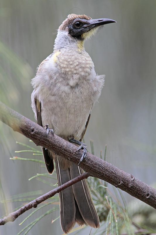 _MG_6091 Little Friarbird.jpg