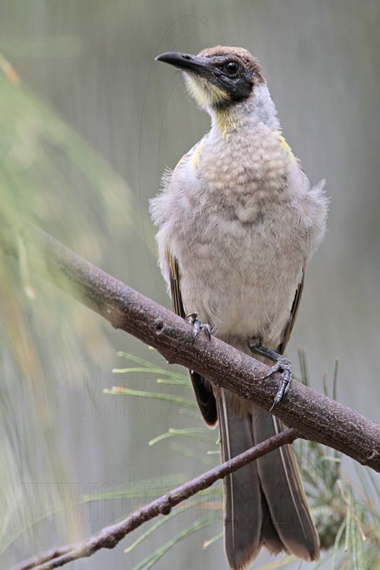 _MG_6092 Little Friarbird.jpg