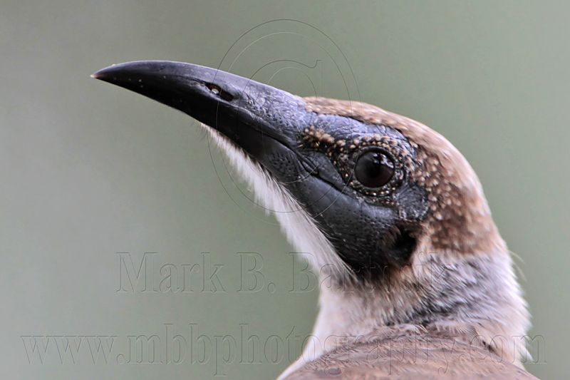 _MG_6131 Little Friarbird.jpg