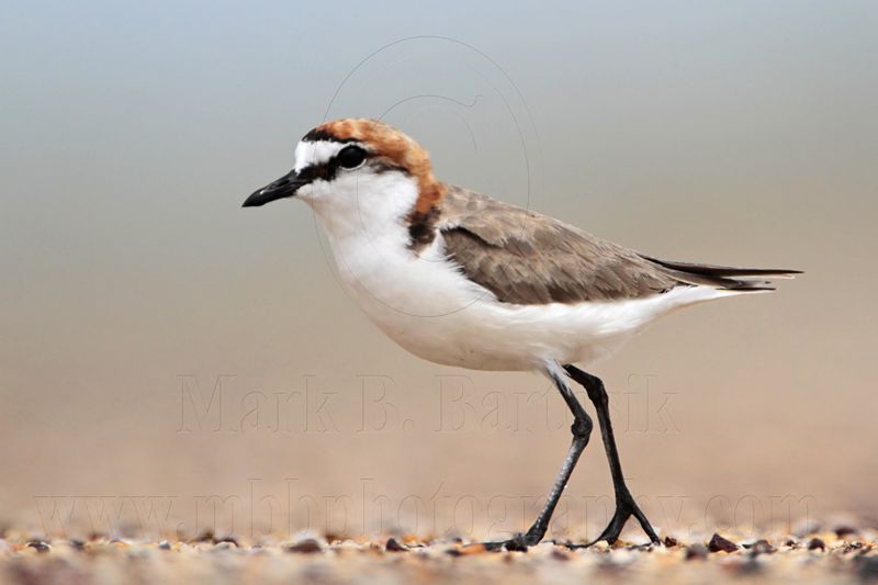 _MG_7589 Red-capped Plover.jpg