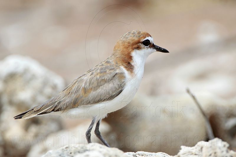 _MG_7786 Red-capped Plover.jpg