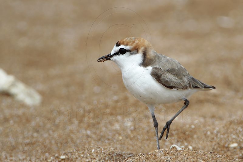 _MG_7798 Red-capped Plover.jpg