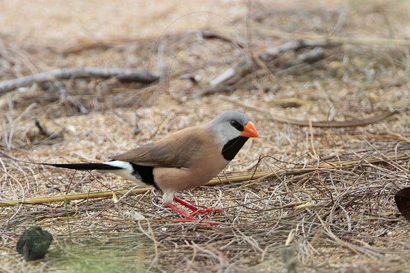 _MG_8088 Long-tailed Finch.jpg