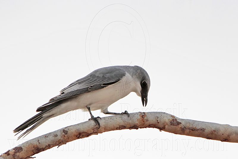 _MG_4774 White-bellied Cuckoo-shrike.jpg