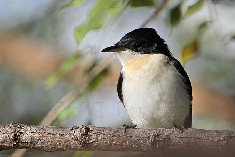 _MG_5657  Restless Flycatcher.jpg
