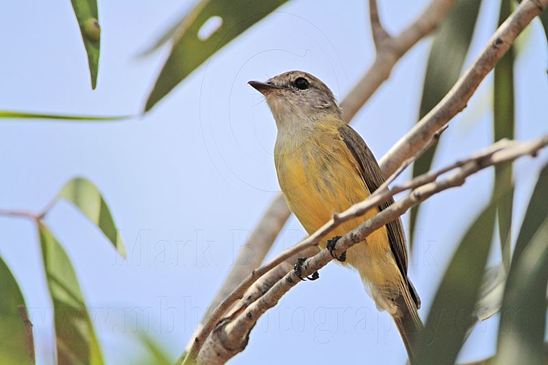 _MG_6970 Lemon-bellied Flycatcher.jpg