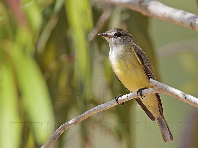 _MG_7024 Lemon-bellied Flycatcher.jpg