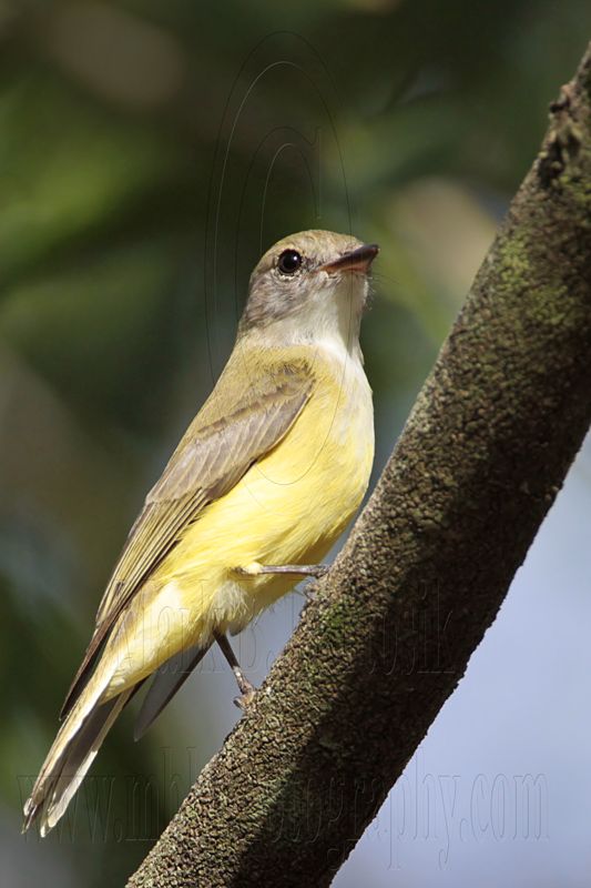 _MG_7723 Lemon-bellied Flycatcher.jpg