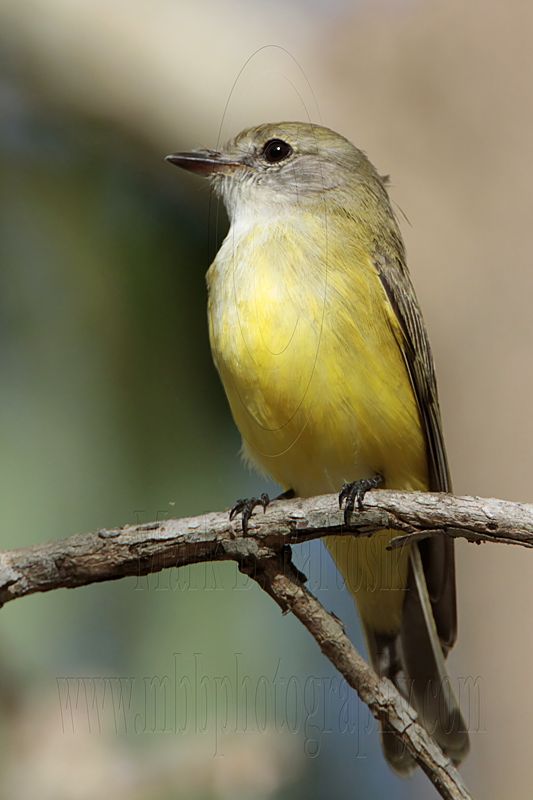 _MG_7734 Lemon-bellied Flycatcher.jpg