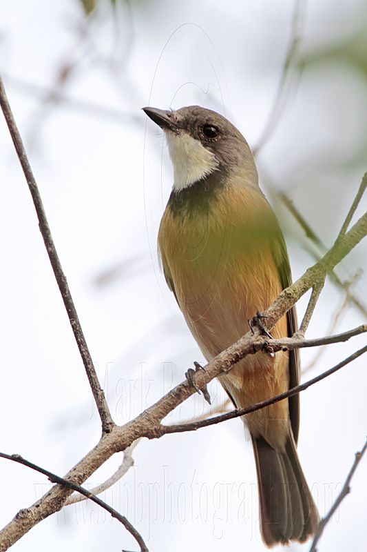 _MG_8316 Rufous Whistler.jpg
