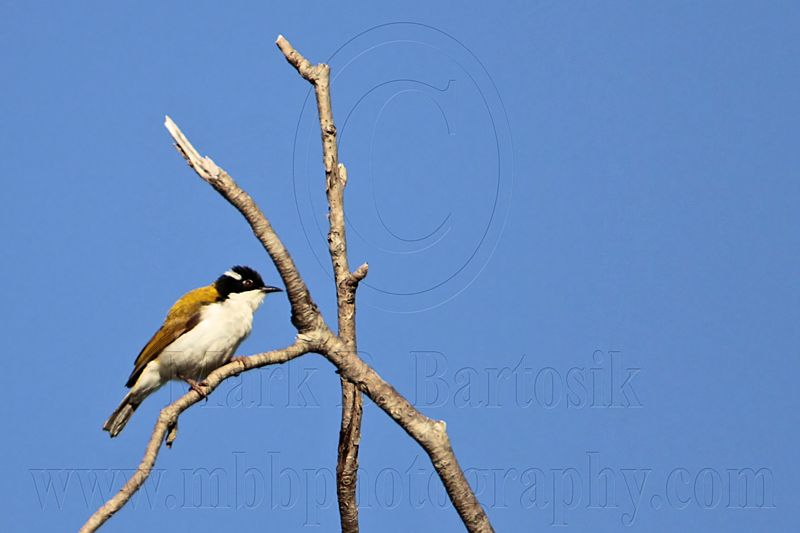 _MG_3185 White-throated Honeyeater.jpg