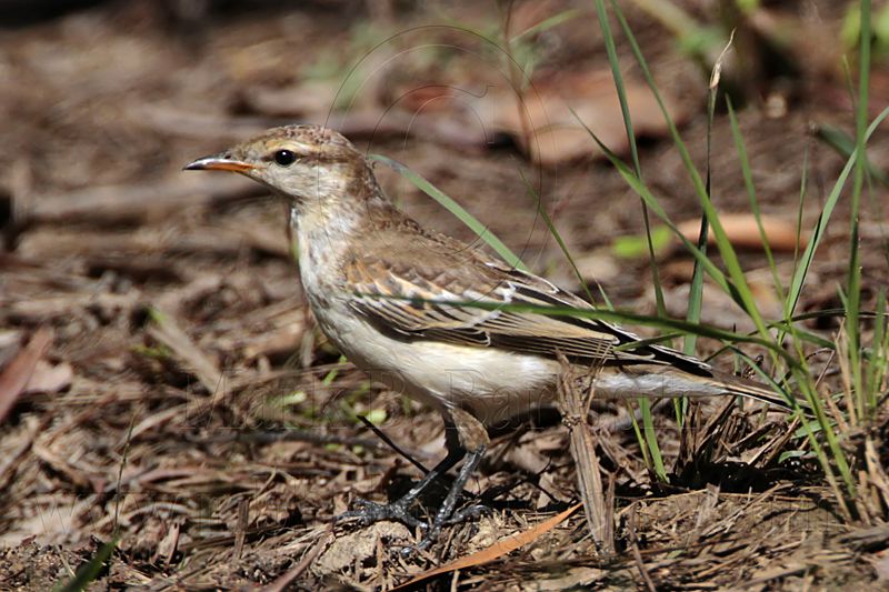 _MG_3744 White-winged Triller.jpg