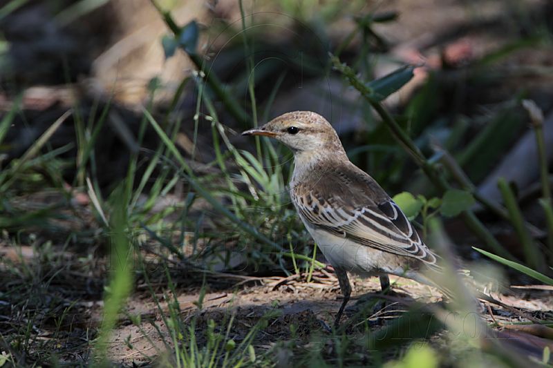 _MG_3791 White-winged Triller.jpg