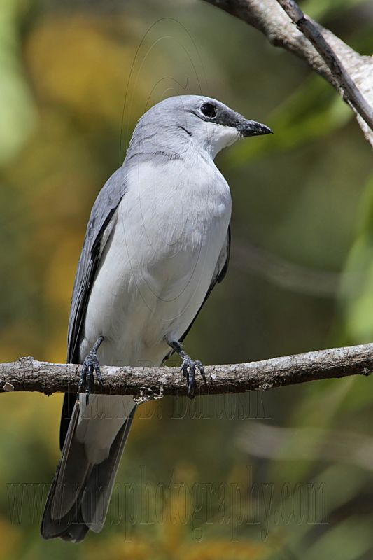_MG_3859 White-bellied Cuckoo-shrike.jpg
