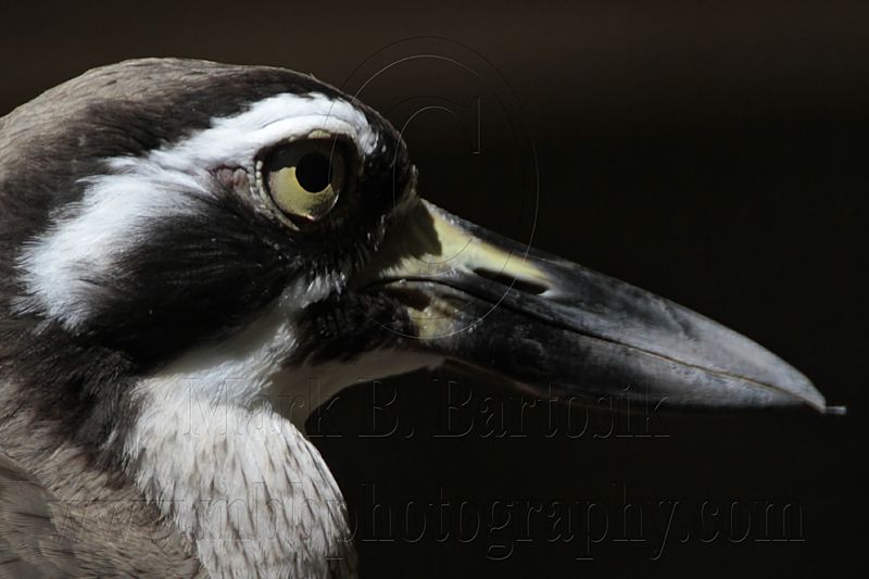 _MG_1696 Beach Stone-curlew.jpg