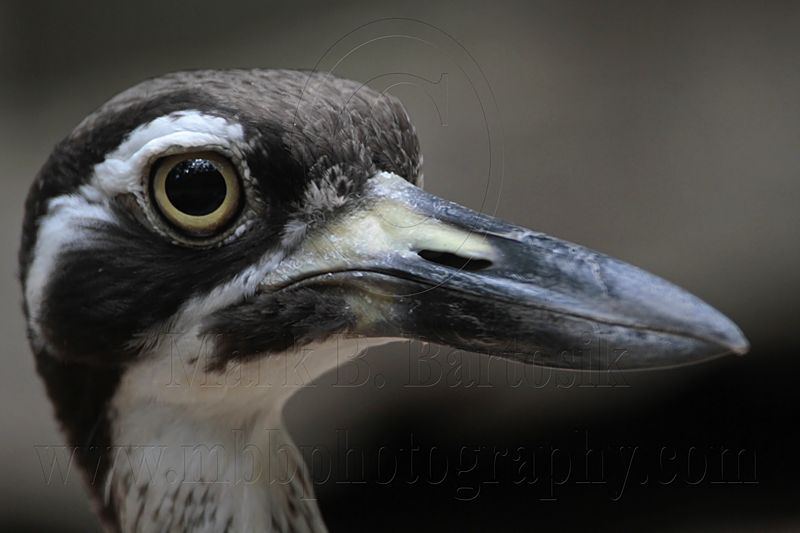 _MG_2165 Beach Stone-curlew.jpg