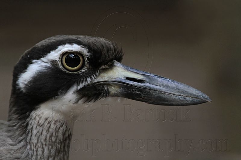 _MG_3790 Beach Stone-curlew.jpg