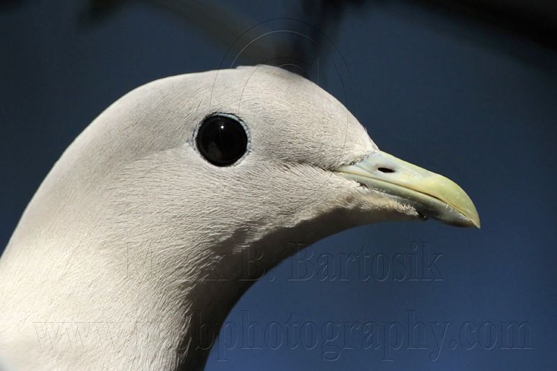 _MG_4063 Pied Imperial-Pigeon.jpg