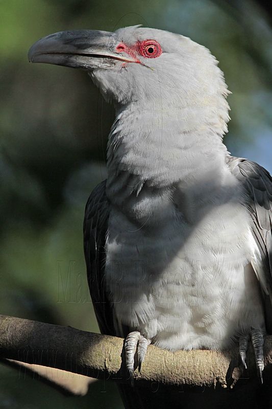 _MG_4079 Channel-billed Cuckoo.jpg