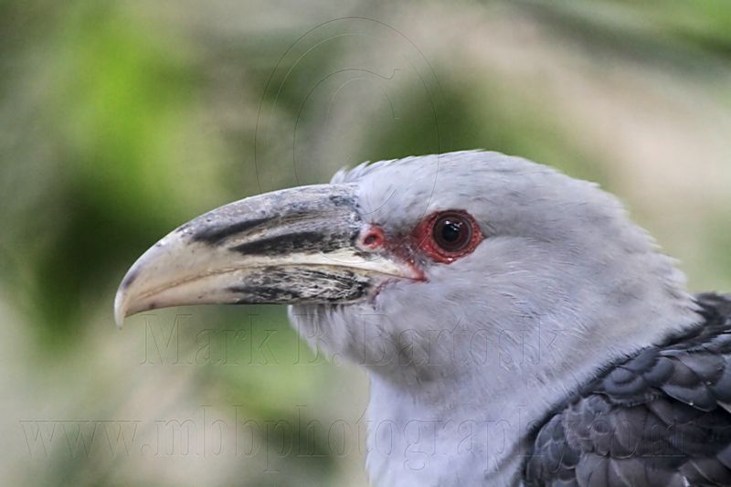 _MG_9504 Channel-billed Cuckoo.jpg