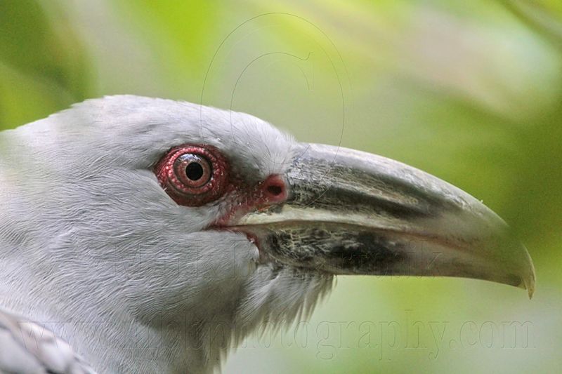 _MG_9529 Channel-billed Cuckoo.jpg