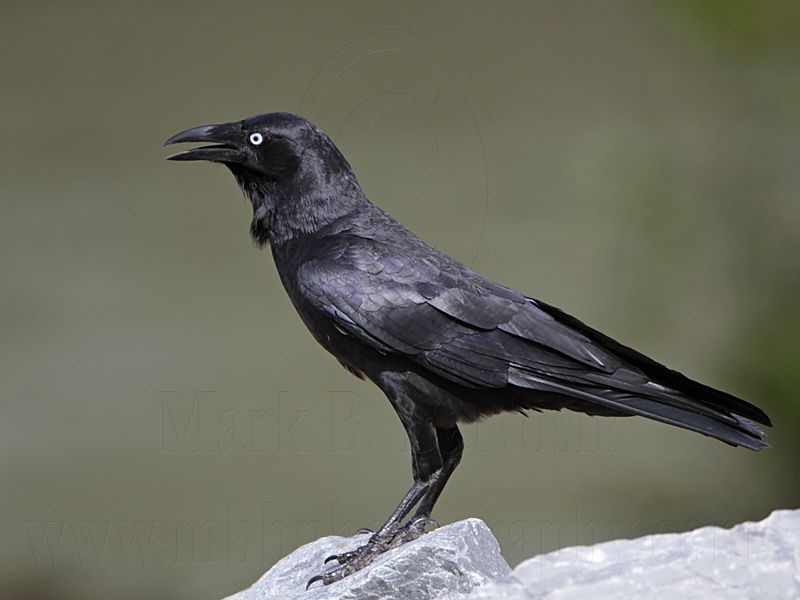 _MG_1352 Torresian Crow.jpg