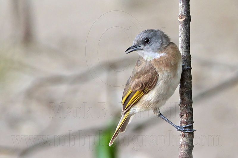 _MG_0065 Rufous-banded Honeyeater.jpg