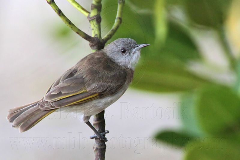 _MG_0079 Rufous-banded Honeyeater.jpg