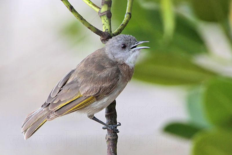 _MG_0096 Rufous-banded Honeyeater.jpg