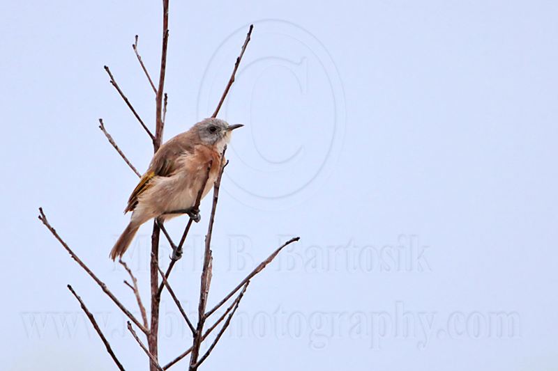 _MG_4320 Rufous-banded Honeyeater.jpg