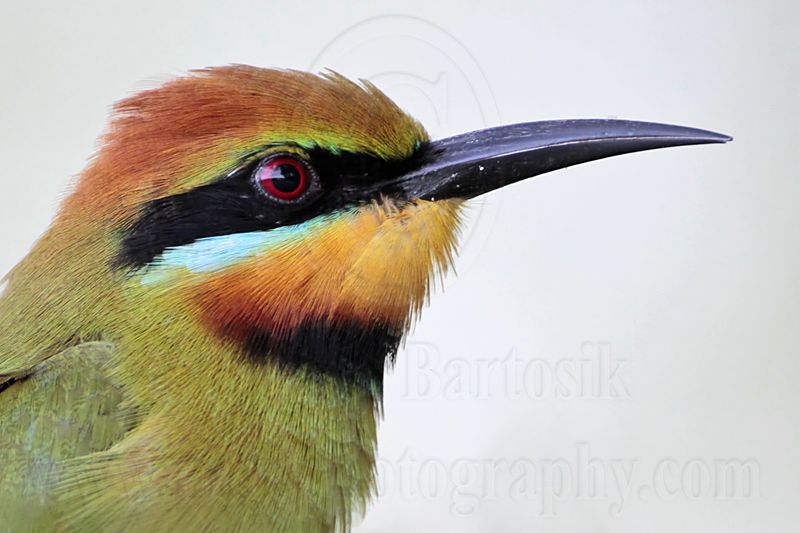 _MG_9272crop Rainbow Bee-eater.jpg