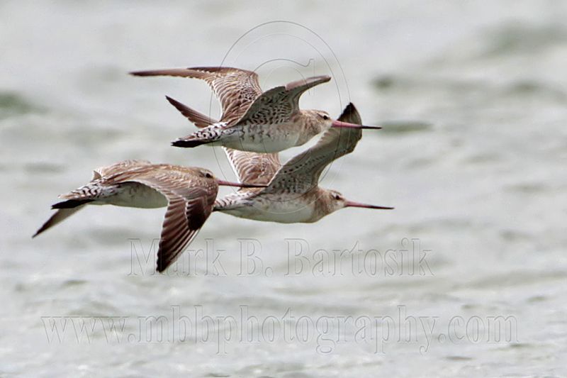 _MG_6241 Bar-tailed Godwit.jpg