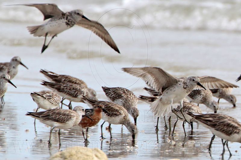 _MG_6290crop Red & Great Knot.jpg