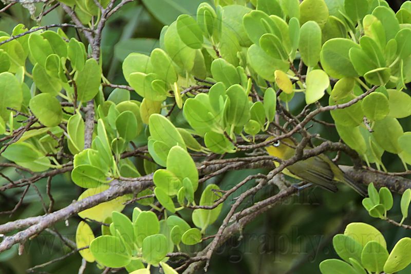 _MG_8378 Yellow White-eye.jpg