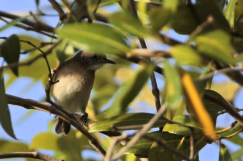_MG_9636 Rufous-banded Honeyeater.jpg